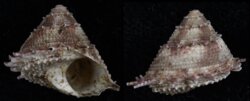 Bolma persica