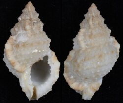 Bursa ranelloides tenuisculpta