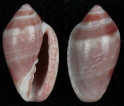 Marginella transkeiensis