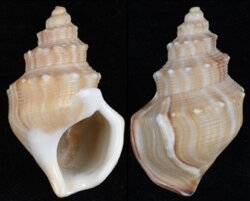 Struthiolaria papulosa