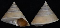 Calliostoma sublaeve