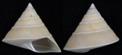 Calliostoma sublaeve