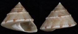 Calliostoma tranquebaricum
