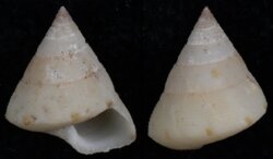 Calliostoma africanum