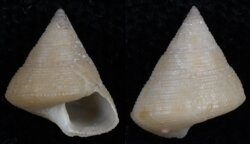 Calliostoma africanum
