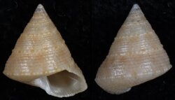 Calliostoma ticaonicum