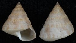 Calliostoma ticaonicum