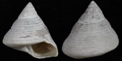 Calliostoma zizyphinum fma lyonsii