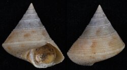 Calliostoma granulatum