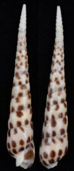Terebra subulata