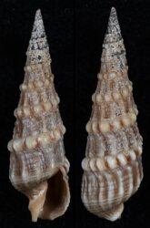Terebra armillata