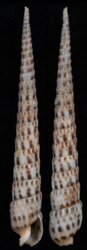 Terebra corrugata