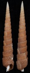 Terebra tagaroae