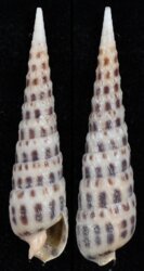Terebra ornata