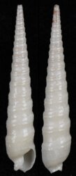 Terebra laevigata