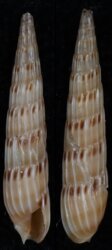 Hastula lepida