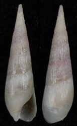 Impages aciculina