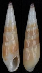 Hastula natalensis