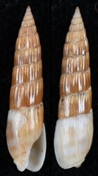 Hastula hastata