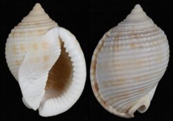 Semicassis granulata