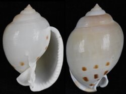 Semicassis bisulcata