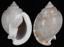Semicassis canaliculata