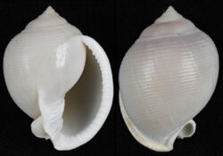 Semicassis bisulcata fma diuturna