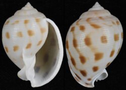 Semicassis bisulcata
