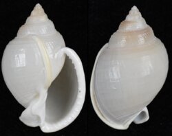 Semicassis angasi