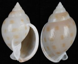 Semicassis bulla fma obscura