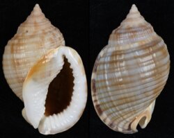 Semicassis undulata