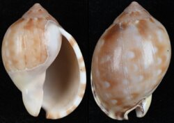 Semicassis zeylanica fma iredalei