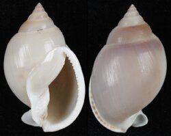 Semicassis bulla