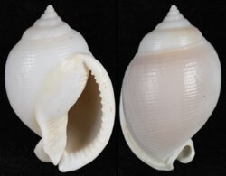 Semicassis bisulcata fma diuturna