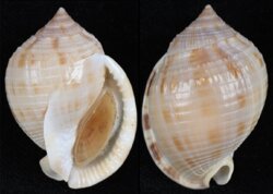 Semicassis granulata fma peristephes