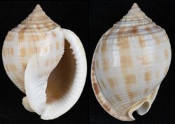 Semicassis granulata fma peristephes