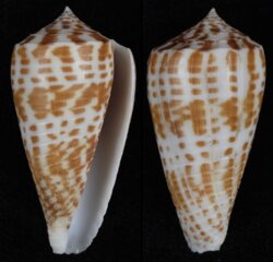 Phasmoconus maculospirus
