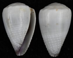 Harmoniconus nanus