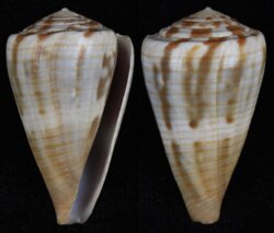 Rhizoconus namocanus