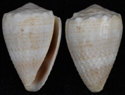 Virroconus miliaris