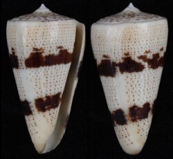 Strategoconus augur