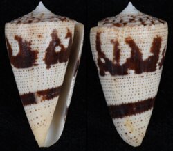 Strategoconus augur