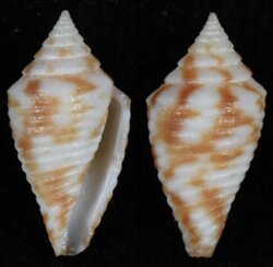 Jaspidiconus pealii