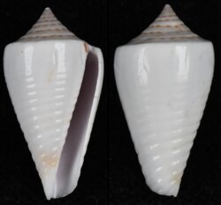Phasmoconus inscriptus