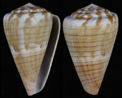 Rhizoconus namocanus