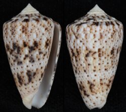 Puncticulus zeylanicus
