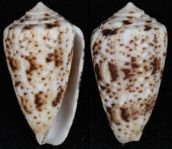 Puncticulus zeylanicus