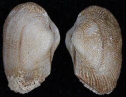 Striarca lactea