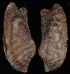 Arca noae