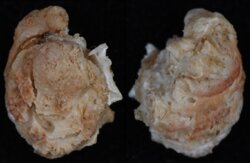 Chama gryphoides